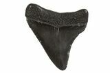 Juvenile Megalodon Tooth - South Carolina #340582-1